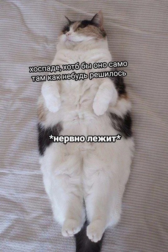 Котовторник в картинках
