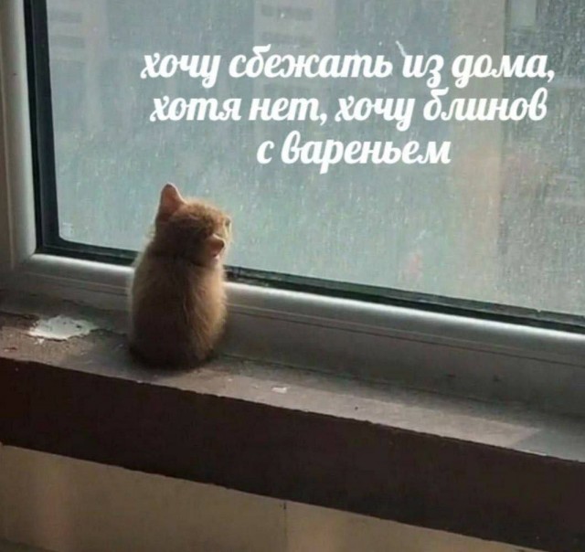 К котовторнику: подборка картинок-баянов с котиками и про котиков. Выпуск 6