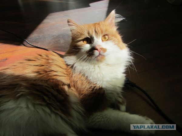 Котовторник 9.07.2013