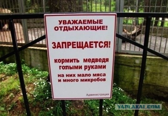 В Бразилии львица убила молодого человека, проникшего в ее вольер в зоопарке