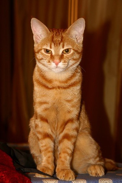 К котовторнику