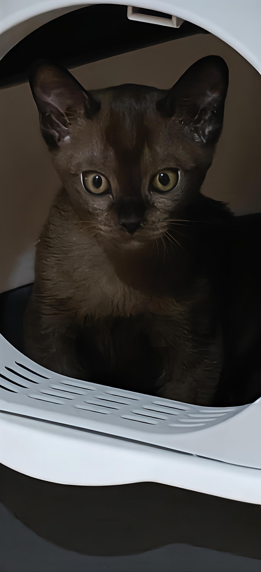 Принимайте в свои ряды которабы