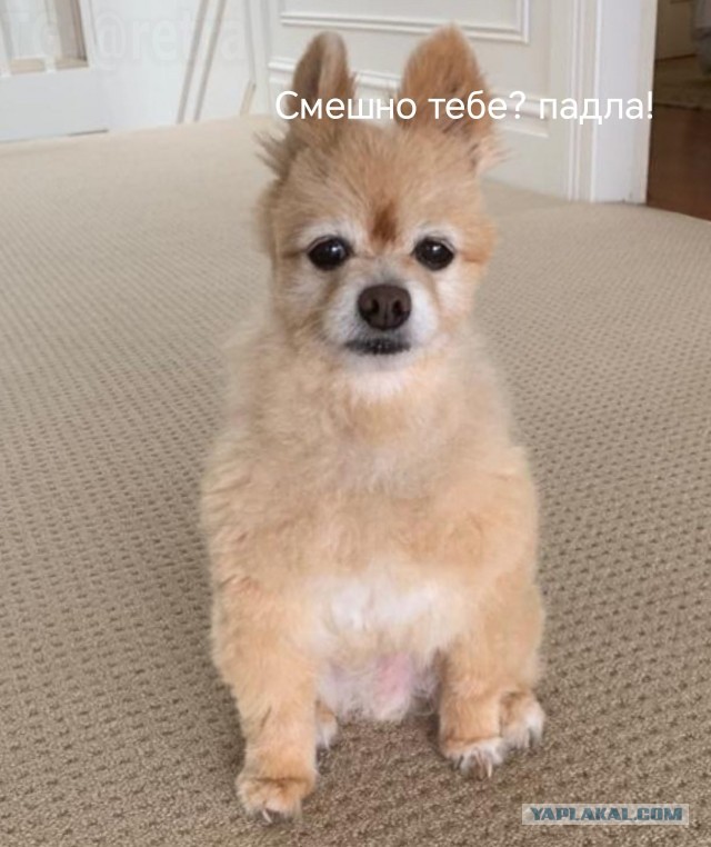 Жительница Австралии решила сэкономить на грумере и сама подстричь пса.