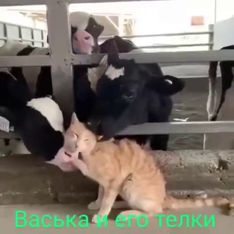 К котовторнику: подборка картинок-баянов с котиками и про котиков. Выпуск 40.