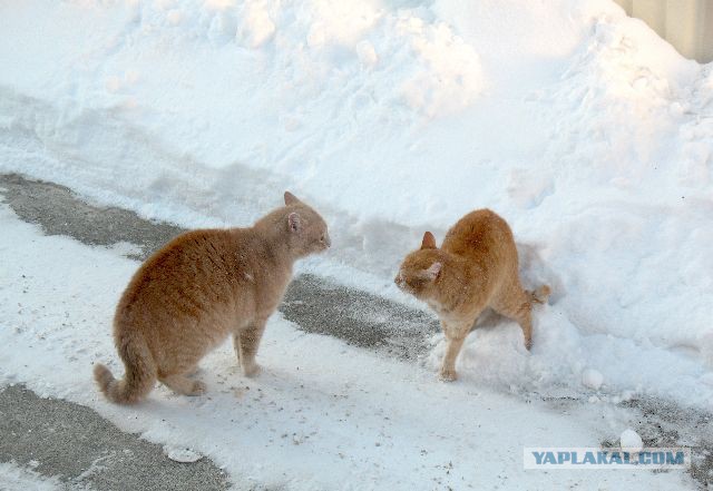 Котовторник 12.11.2013