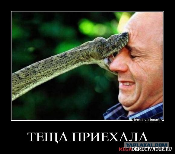 Если вас укусила гадюка..