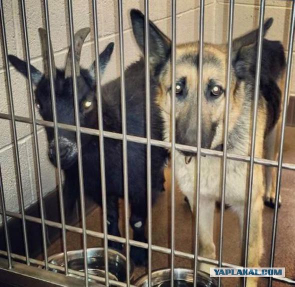 Веселые картинки