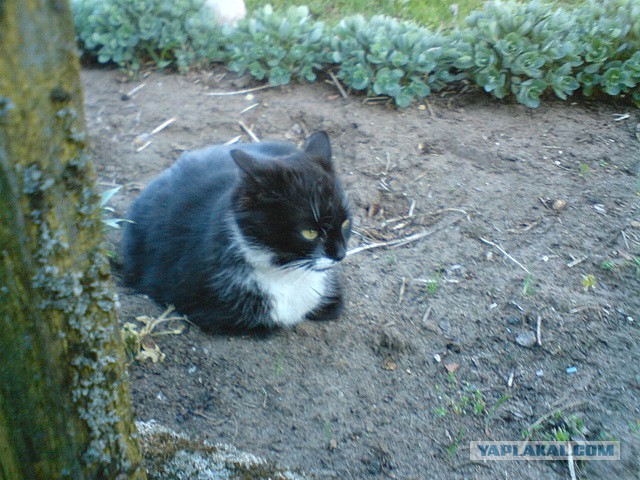 Котовторник 17.06.2014