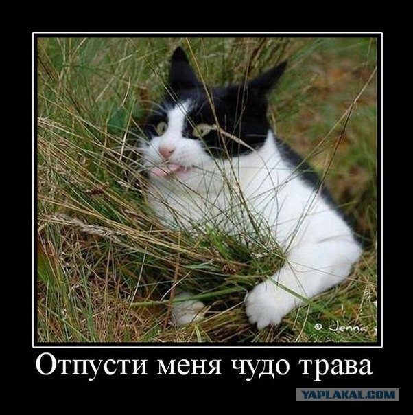 Веселые картинки