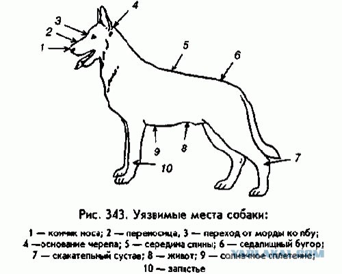 Самооборона от собаки
