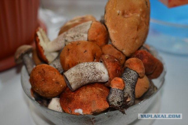 Вспомним лето! Вылазка за грибами.