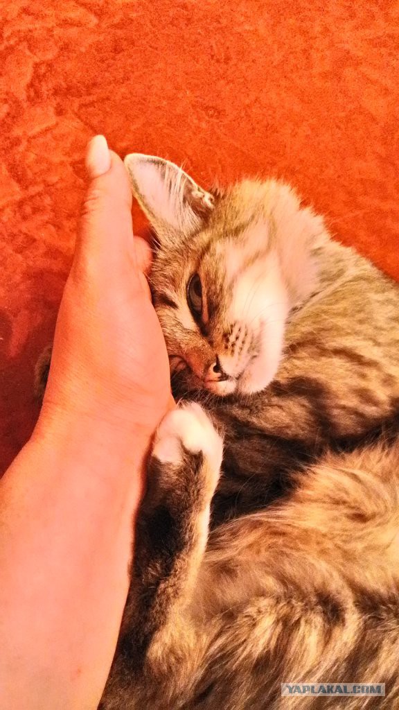 Любофф! Это точно любофф!