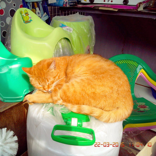 Котовторник 07 04 2015