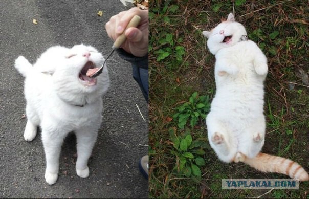 Прикольные картинки из сети