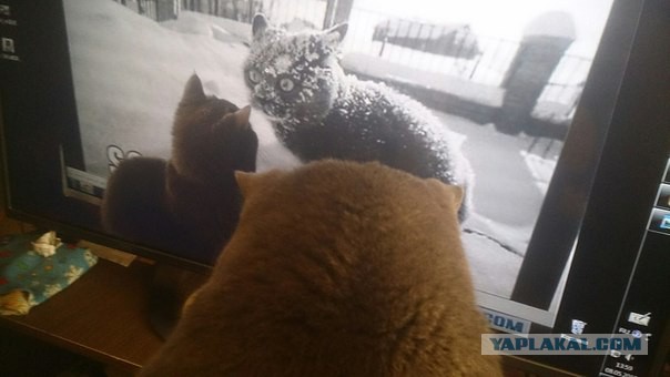 Весёлости
