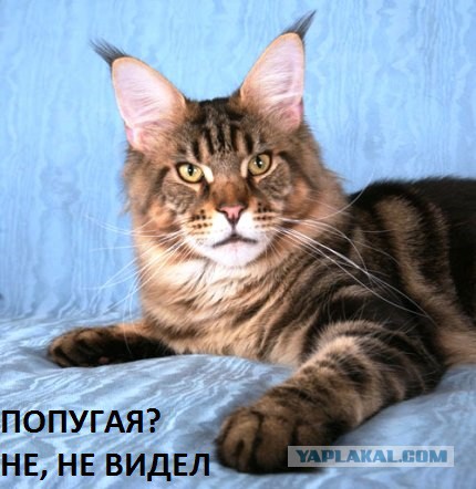 О важном. Проблемы котов