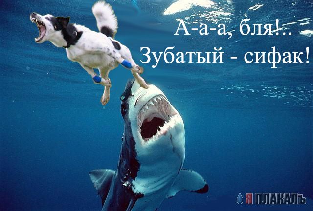 Фотожаба: летающая собака