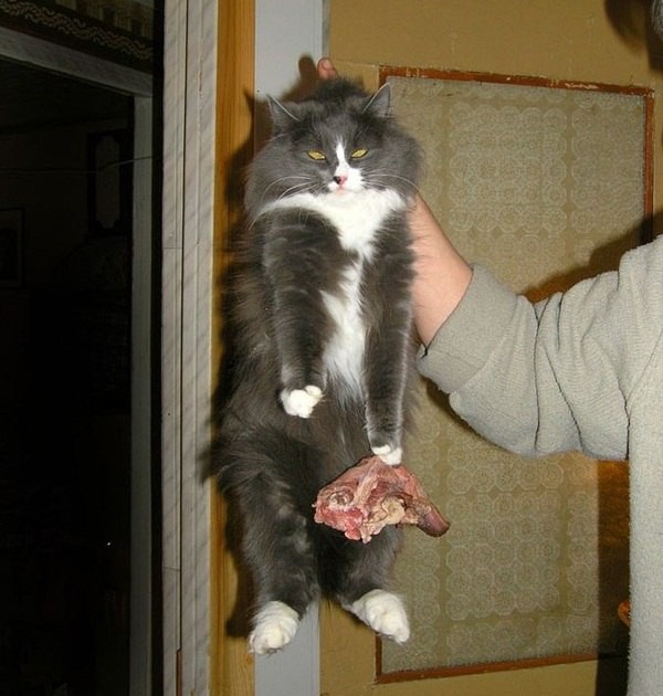 14 кошачьих неприятностей