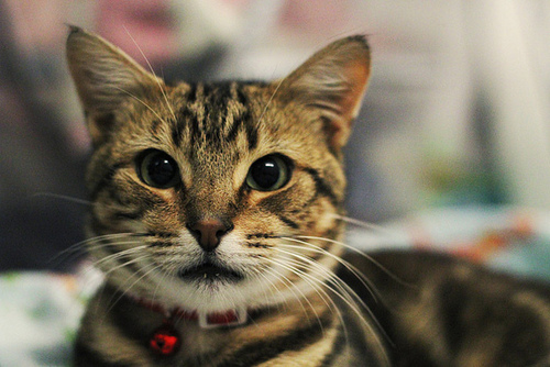 Чем кроссовер отличается от внедорожника