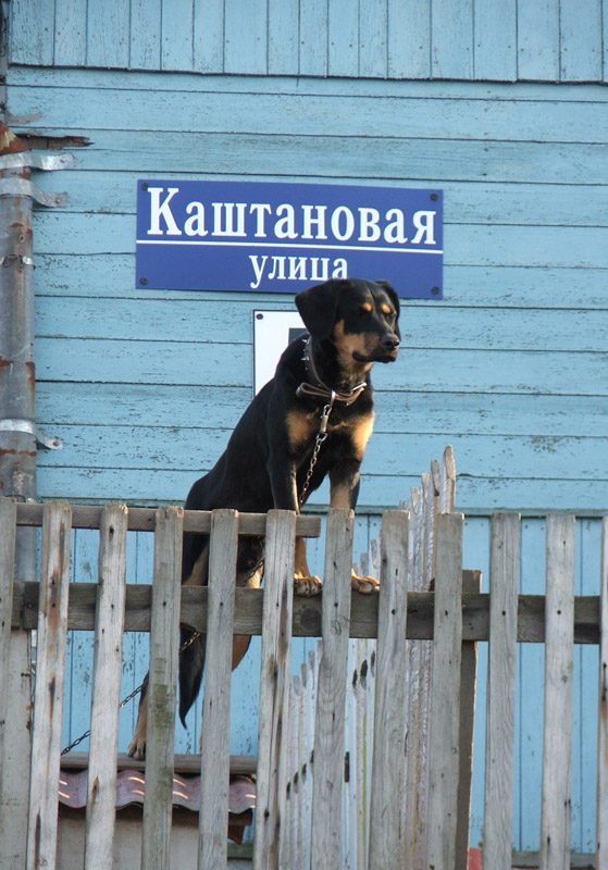 СОБАКИ и ЩЕНКИ. Все про собак!