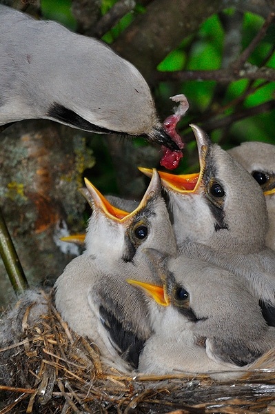 Скоро во всех гнёздах страны!... и не только