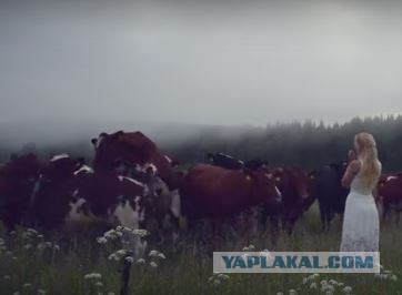 Как подзывают коров в Швеции