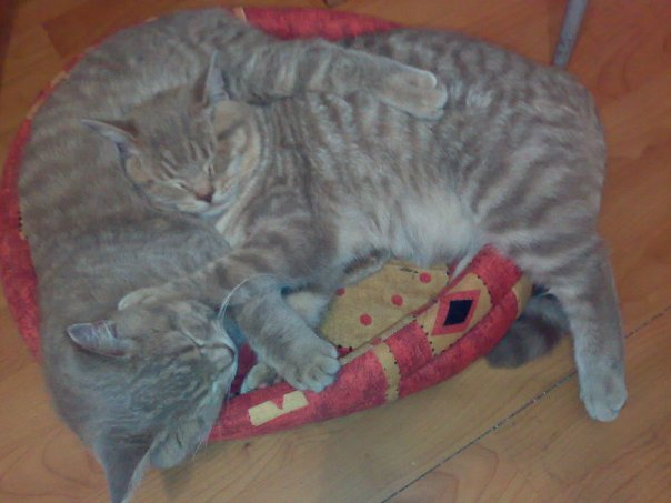Первый ноябрьский котовторник!
