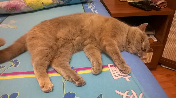 Котовторник 13.09.2016
