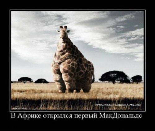 Демотиваторы