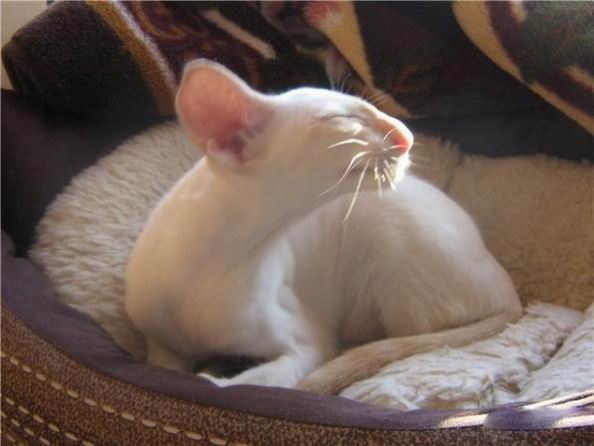 Коты из сети