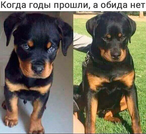 Самые смешные животные