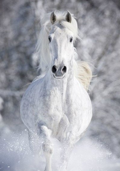 Самые смешные животные