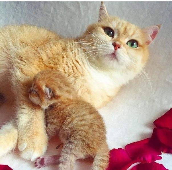 Коты и Кошки