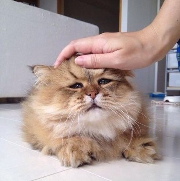 Прикольных котов пост