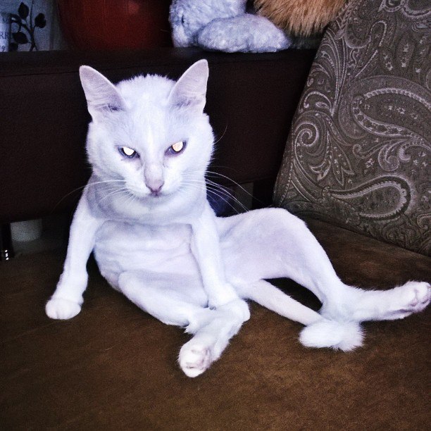 Живность из сети