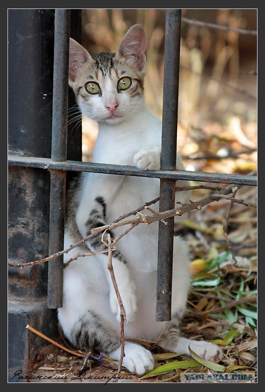 Внимание! На ЯПе КОТОВТОРНИК. 23.09.08.