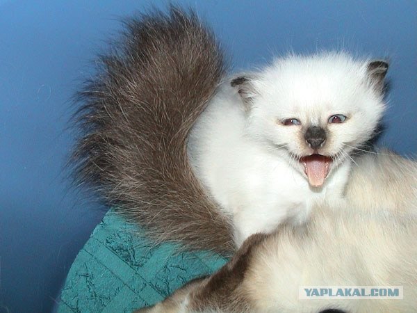 Котовторник Вместе