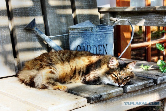 Котовторник на 29 июня