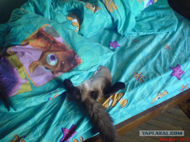 Хозяин... встань с кресла... встань, там Я!