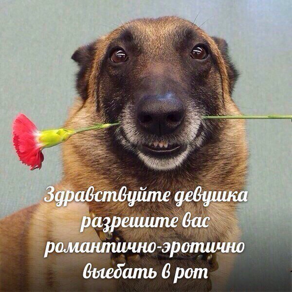Слегка аморальный и лютый юмор. Только для ценителей