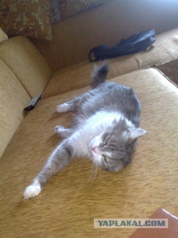 Профессиональный котовторник