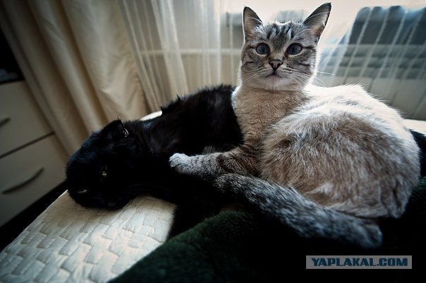 Первый котовторник октября