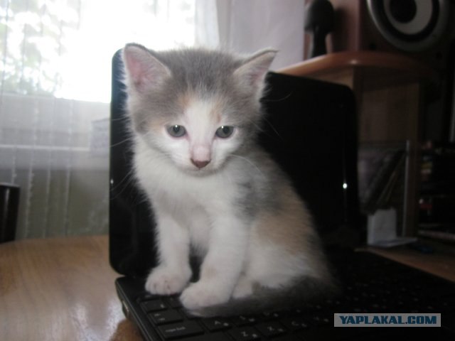 Котовторник 27.12.11