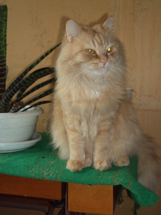 Котовторник 1 мая 2012