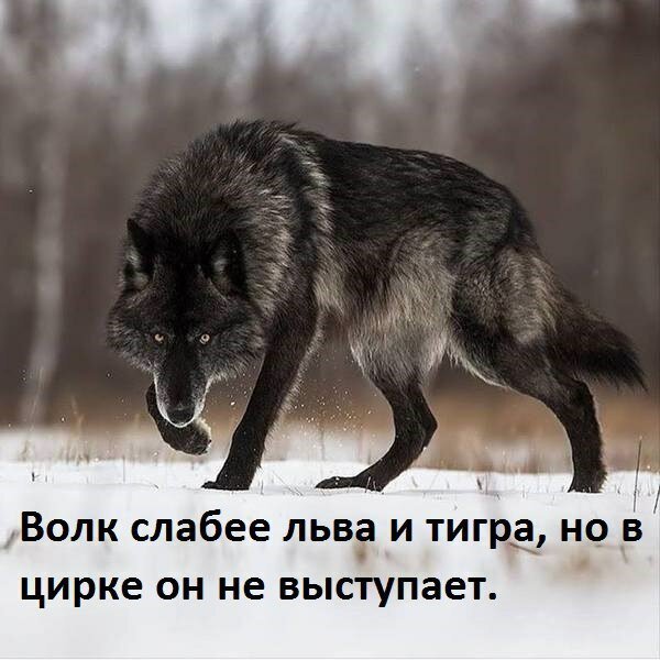 Соц-сети, анекдоты и картинки с надписями 12.03.19