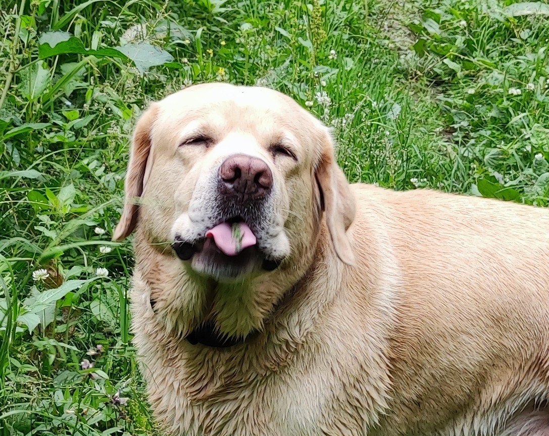 актер играющий собаку. собака мем. сиба-ину doge. цербер мифическое существо. пес тролль.