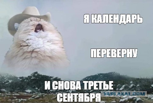 Последний котовторник лета