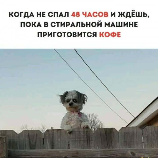 Весёлый полтишок 26.09