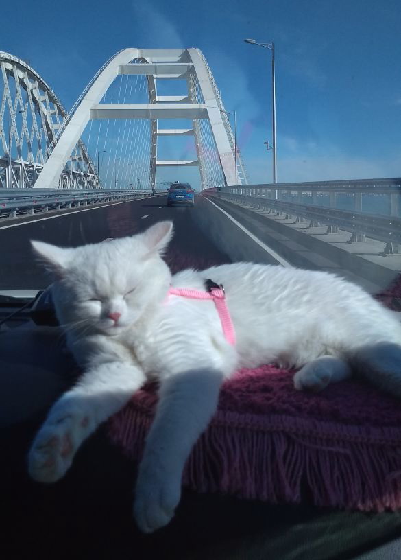 Котовторник