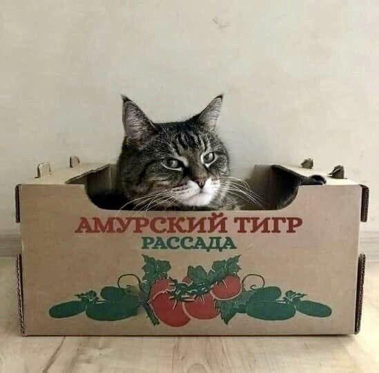 Cмешно